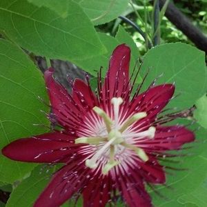 Meet your Posher, Ernest